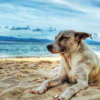 Destinos Pet Friendly