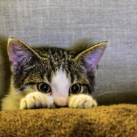 Me pareció ver un lindo gatito