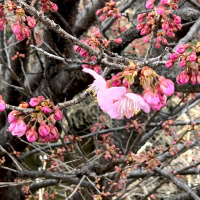 Your Dream is My Dream