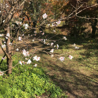 Winter Cherry Blossoms