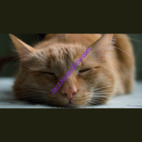 Historical Fact: JazzJoyandRoy.com’s Jazz Joy and Roy Global Radio Returned To All Christian Music Saturday, March 4 2023