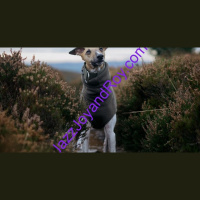 Today’s News Minute from Jazz Joy and Roy Global Radio. Get much more on JazzJoyandRoy.com