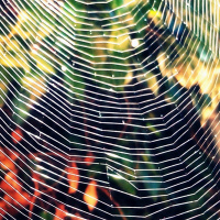 La Telaraña de Lo ilegal