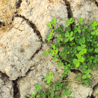 Folge 4 - Trinkwasserversorgung im Sommer – auch bei Dürre eine sichere Sache?