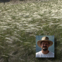 Csak az a szép zöld gyep... - beszélgetés Török Péter ökológussal