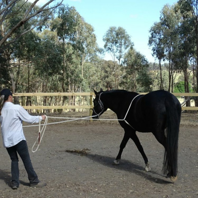 Good Horsemanship - Ross Jacobs