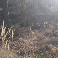 Ch. Haanel Klucz Mistrza