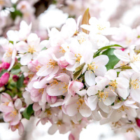 Episode 71 - The Sparks of Spring Springing