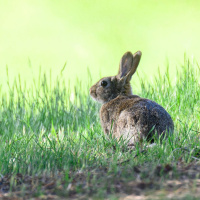 So You Think You’re an Adult: I hate my daughter’s rabbit!