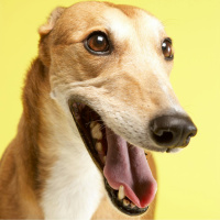 So You Think Youre an Adult: My girlfriends dog watches us having sex