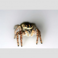 So, You Think Youre an Adult: I don’t like my girlfriend’s pet spider