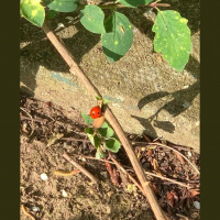 S2 Ep5: Parties and Ladybirds 