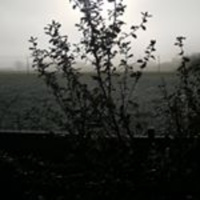 Everybody Needs More Flowers