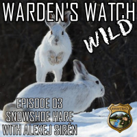 W03 Snowshoe Hare with Alexej Sirén