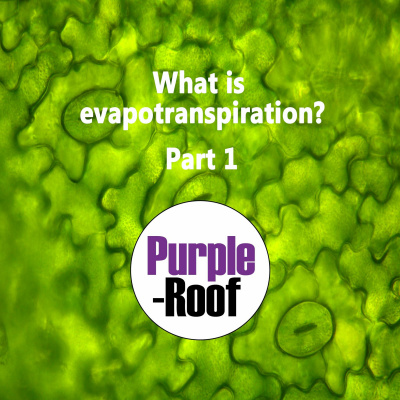 Purple-roof