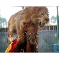 17: Fall, Traditions and...Lion Jousting