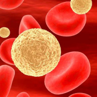 Puntata 13 Il colesterolo