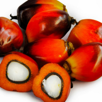 Puntata 02 Lolio di palma