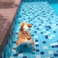 T01E06 Pita and Salad Babylon Grill