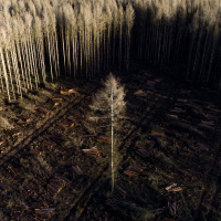 Brandenburg und die Invasion der Borkenkäfer