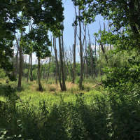 Die Buche wird sich bis 2050 aus Brandenburg verabschieden