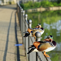 Von Stadtrangern und ihrer Arbeit in der Berliner Natur