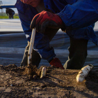 Spargel-Erntesaison und immer noch Corona