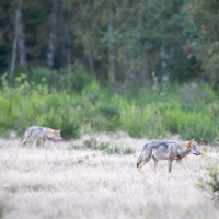 Der Wolf hat keine Feinde mehr