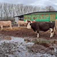 Wenn in der Region der Schlachthof fehlt