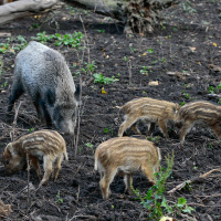 Schweinepest: Die große Angst der Bauern