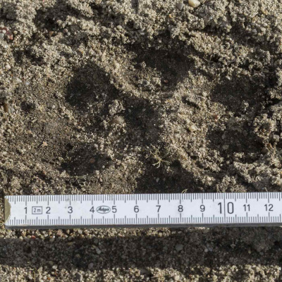 Reporter | Inforadio