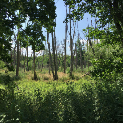 Reporter | Inforadio