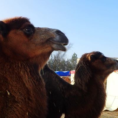 Reporter | Inforadio