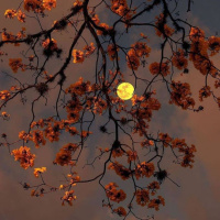 Lua Cheia em Leão - 28 de janeiro de 2021