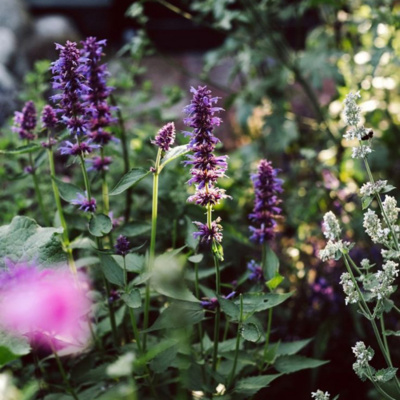 Podcasts Sobre Astrologia