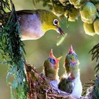 Podcasts Sobre Astrologia