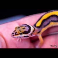 Session Twenty-Two: Getting To The Top Of the Leopard Gecko Game With Chris Charlton