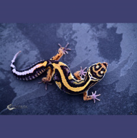 Session Twenty: New Expansion and Taking Geckos To The Next Level With John Scarbrough