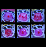 Session Fourteen: Leopard Gecko Regeneration, Evolution, Development With Dr. Matt Vickaryous
