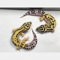 Round Table Discussion III: Leopard Gecko Success In Three Different Ways With Heidi Nielsen and Seth Hoffpauir