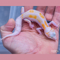 Session Twenty Three: Is the Future of Leopard Geckos Uncertain? With Chris Charlton (Part 2)