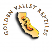 Session Twenty-One: Leopard Gecko 101 With Jorge Diaz of Golden Valley Reptiles
