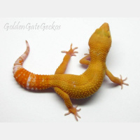 Session Eleven: The Good, Bad, and Ugly With Marcia McGuiness