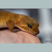 Round Table Discussion I: Leopard Gecko Breeding and Photography 