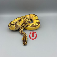 Session Fifteen: Leveraging Relationships In The Hobby With Shane Kelley of Small Town Xotics