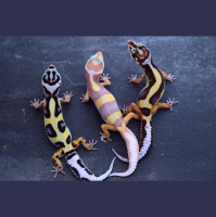 Round Table Discussion II: COVID-19, Breeding Geckos Full Time, and QA
