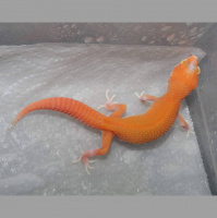 Round Table Discussion IV: Breeder Talk  Collection Diversity With Kevin Baron and Miles Schwartz