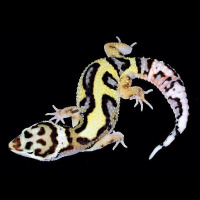 Session Eleven: The Future Of Leopard Geckos With Ron Tremper