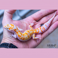 Session Twenty Two: Is the Future of Leopard Geckos Uncertain? (Part 1)