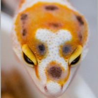  Session One: Midsize Breeding and Future Projects with Chris Charlton from Suburban Geckos 